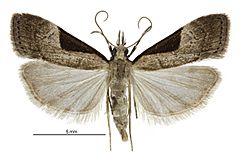 Eudonia pongalis female.jpg