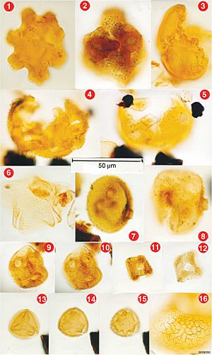 Fischeripollis pollen alias