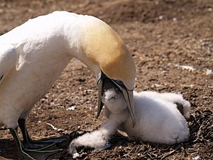 Gannets New Zealand