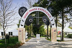 Giant Panda Experience (14245660368)