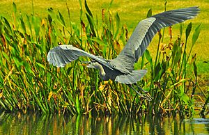 Great Blue Heron Flying