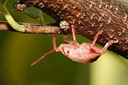 Halyini nymph