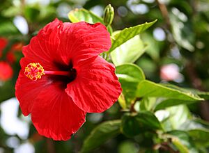 Hibiscus Brilliant