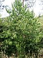 Ilex chinensis1