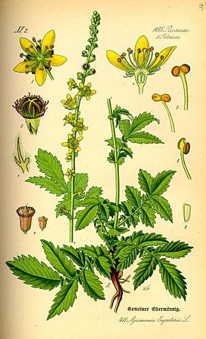 Illustration Agrimonia eupatoria0.jpg