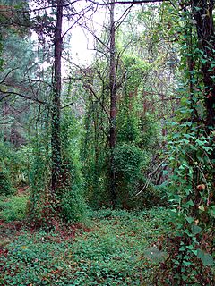 Invasive mile-a-minute weed