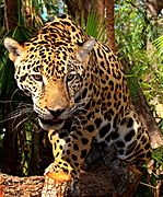 Junior-Jaguar-Belize-Zoo