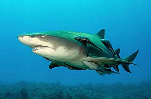 Lemonshark (2).jpg