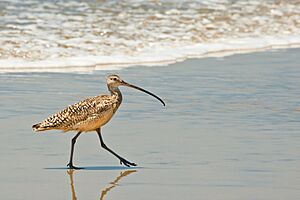 Long-billed curlew (6588890703).jpg