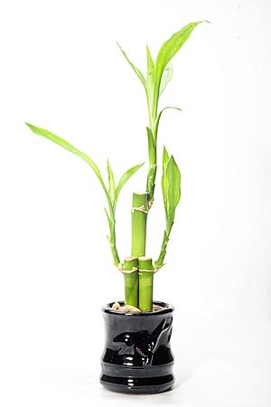 Lucky bamboo.jpg