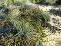 Melaleuca longistaminea (habit)