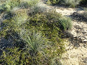 Melaleuca longistaminea (habit).JPG