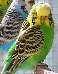 Melopsittacus undulatus