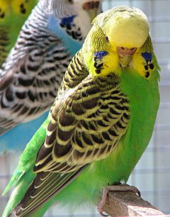 Melopsittacus undulatus.jpg