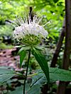 Monarda clinopodia - White Bergamot.jpg