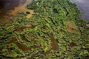 Mosquito canals and dikes