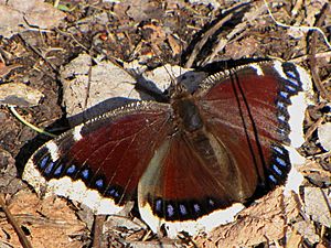 Mourning Cloak, Mer Bleue