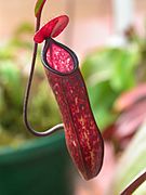 Nepenthes muluensis