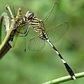 Orthetrum sabina feeding Tetrathemis platyptera at Kadavoor