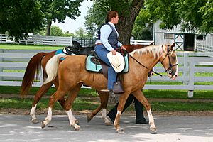 Palomino Kentucky Mountain horse