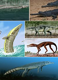 Pancrocodylia diversity