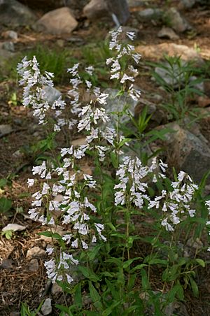 Penstemon arkansanus.jpg