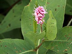 Persicaria amphibia-emersa short