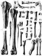 Limb bones