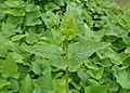 Phlomoides tuberosa kz08