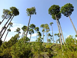 Pinus Roxburgi Trees Murree