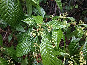 Psychotria nervosa Florida.JPG