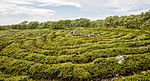 RUS-2016-Bolshoi Zayatsky Island-Stone labyrinth 01