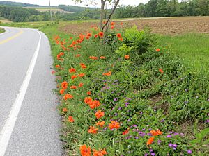 Roadside flowers in Airville