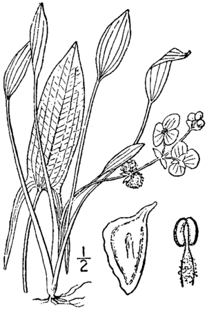 Sagittaria rigida drawing.png