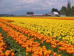 Skagit Valley 1.JPG