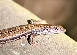 Southern Grass Skink (Pseudemoia entrecasteauxii).jpg