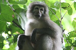 Tanzania -Sanje Mangabey.jpg