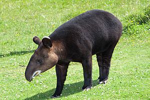 Tapirus pinchaque portrait