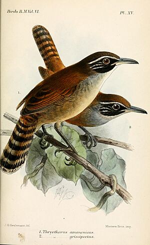 ThryothorusAmazonicusKeulemans