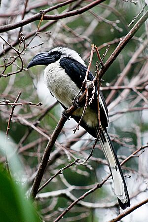 Tockus deckeni -Gambia -female-8.jpg