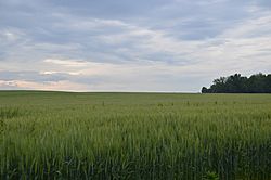 Fields off Quarry Road, theGolden Eagle-Toppmeyer Site