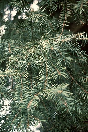 Torreya taxifolia foliage