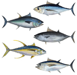 Tuna assortment.png