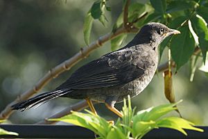 Turdus fuscater female