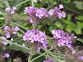 Verbena rigida0