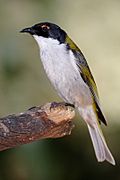 White-naped honeyeater.jpg