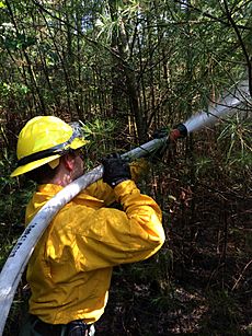 Wildland Firefighter