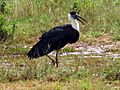 Wooly necked stork 4