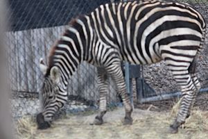 Zebra in Africa!