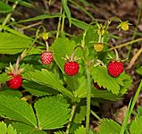 2017.06.04.-03-Bonsweiher-Moerlenbach--Wald-Erdbeere